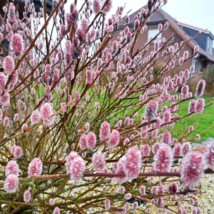 Vŕba štíhlopestíková (Salix gracilistyla) ´MOUNT ASO´® výška: 40-60 cm, kont. C3L